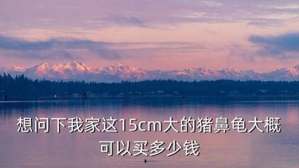 15厘米豬鼻龜價(jià)格 豬鼻龜百科 第4張