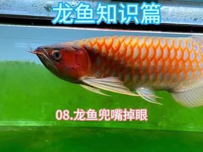 紅寶石金龍魚價格多少 水族問答 第1張