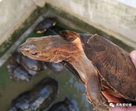 豬鼻龜腐甲的原因：豬鼻龜爛甲是什么原因 豬鼻龜百科 第8張