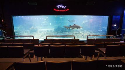 水族館需要預約嗎：上海海洋水族館和徐州水族館預約情況 水族館百科（水族館加盟） 第2張