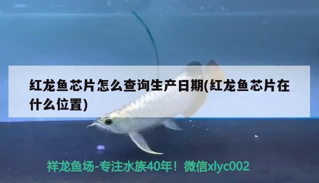 紅龍魚芯片怎么查詢生產(chǎn)日期：如何查詢紅龍魚芯片生產(chǎn)日期 紅龍魚百科 第2張