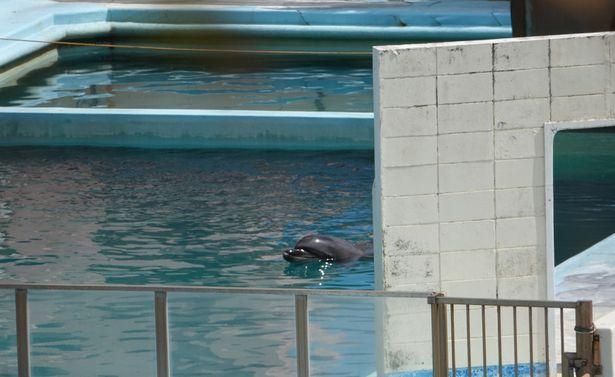 水族館人多嗎：上海海洋水族館2024年12月29這個時間點可能人流較多