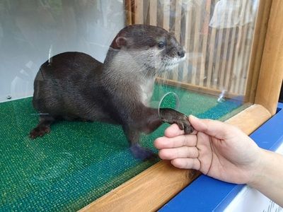 水族館人多嗎：上海海洋水族館2024年12月29這個時間點可能人流較多 水族館百科（水族館加盟） 第5張