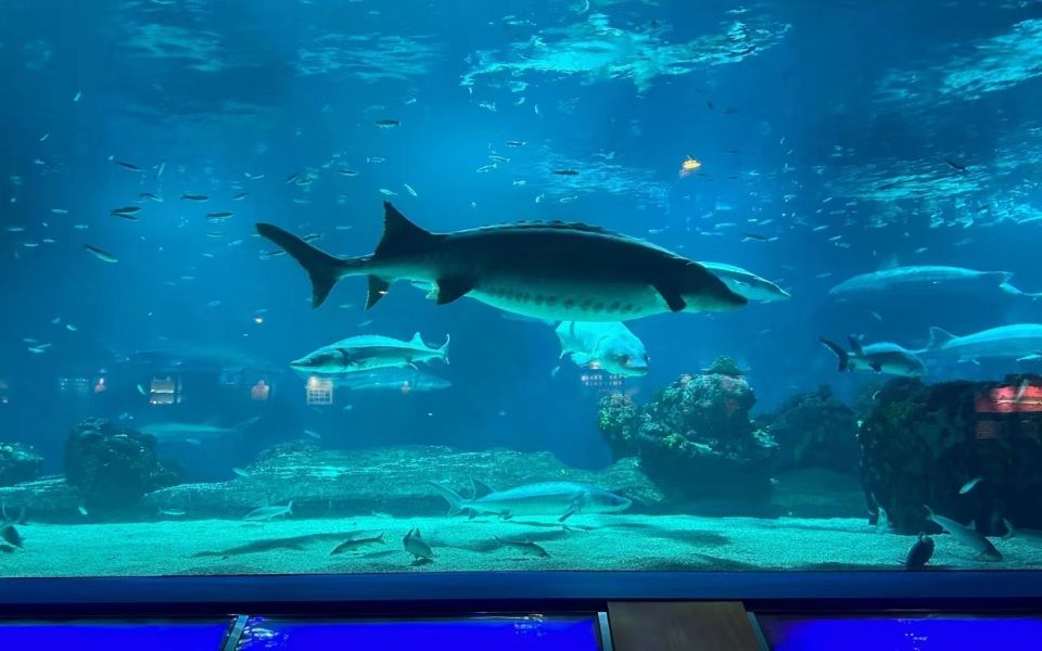 水族館人多嗎：上海海洋水族館2024年12月29這個時間點可能人流較多