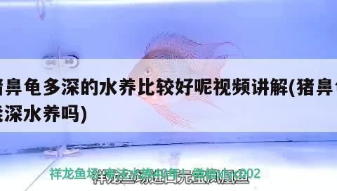 豬鼻龜可以長到多大：豬鼻龜生長到多大年齡)-龍魚批發(fā)豬鼻龜能長到多大年齡