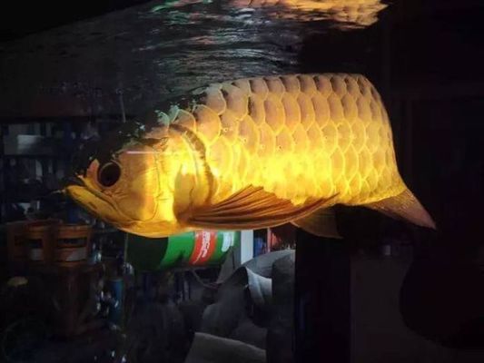 金龍魚飼料增色成分介紹：金龍魚飼料中的增色成分包括蝦青素、螺旋藻、維生素c 金龍魚百科 第2張