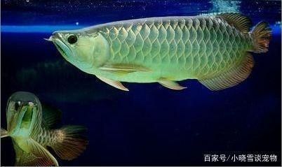 龍魚是不是很難養(yǎng)的魚：龍魚飼養(yǎng)難度排名 龍魚百科 第4張