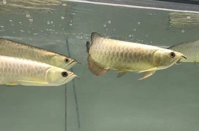 金龍魚飼料配方優(yōu)化研究：金龍魚的飼料配方優(yōu)化 金龍魚百科 第4張