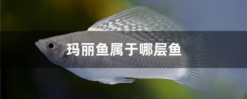 商洛水族批發(fā)市場：商洛水族批發(fā)市場商洛水族批發(fā)市場觀賞魚批發(fā)市場 全國觀賞魚市場 第1張