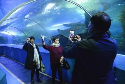 開個水族館的艱難生活視頻：關(guān)于開個水族館的艱難生活 水族館百科（水族館加盟） 第4張