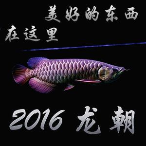 金龍魚漁場：金龍魚十大漁場排名榜 金龍魚百科 第4張