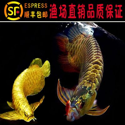 金龍魚漁場：金龍魚十大漁場排名榜 金龍魚百科 第5張