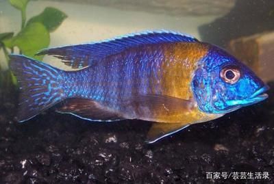 龍魚的飼養(yǎng)溫度：冬季龍魚水溫控制技巧如何防止龍魚水溫驟變 龍魚百科 第4張