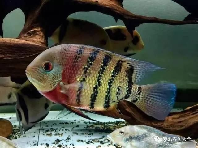 水族館都賣什么東西：水族館所售商品 水族館百科（水族館加盟） 第4張