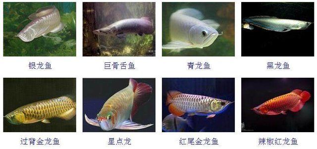 星點金龍魚成長期飲食調(diào)整：星點金龍魚喂食后護(hù)理方法，金龍魚生長速度影響因素 金龍魚百科 第4張