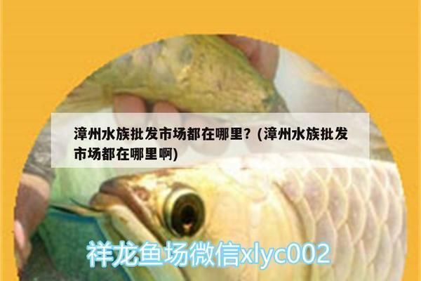 漳州水族批發(fā)市場：漳州水族批發(fā)市場在哪里 全國觀賞魚市場 第4張