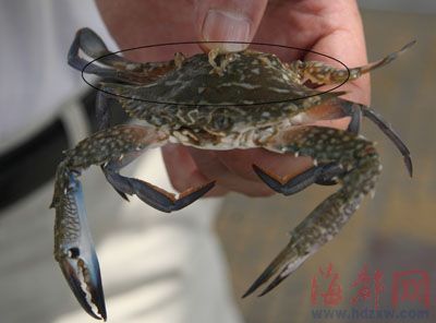 漳州水族批發(fā)市場：漳州水族批發(fā)市場在哪里 全國觀賞魚市場 第3張