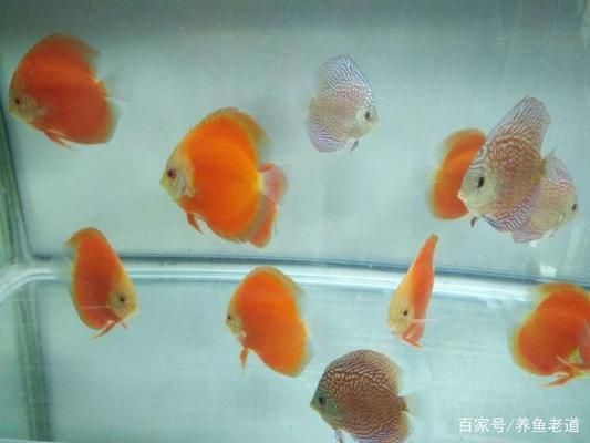 紅金龍魚生小魚是從嘴里出來嗎：關(guān)于紅金龍魚繁殖的問題 水族問答 第2張