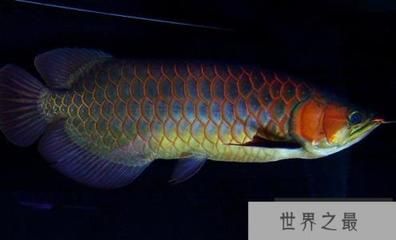 紅龍魚(yú)級(jí)別區(qū)分圖：關(guān)于紅龍魚(yú)級(jí)別區(qū)分的詳細(xì)指南 紅龍魚(yú)百科 第1張