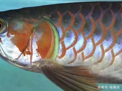 紅龍魚(yú)級(jí)別區(qū)分圖：關(guān)于紅龍魚(yú)級(jí)別區(qū)分的詳細(xì)指南 紅龍魚(yú)百科 第2張