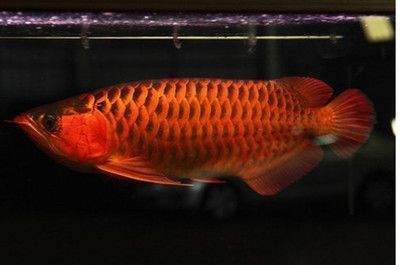 紅龍魚品種間生長速度比較：紅龍魚生長速度與魚缸大小關系， 紅龍魚百科 第3張