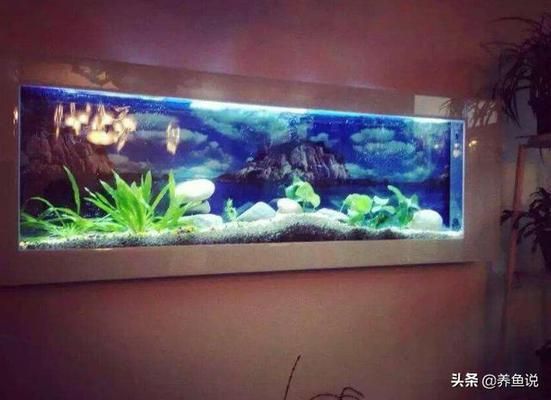 紅金龍魚怎么養(yǎng)活：紅金龍魚如何選擇魚缸和水族箱？ 水族問答 第2張