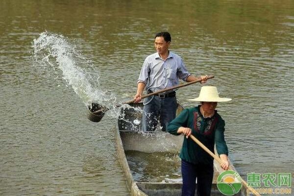 紅金龍魚值多少錢一條：紅金龍魚價格受哪些因素影響紅金龍魚價格受哪些因素影響 水族問答