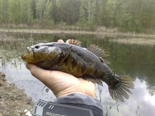 紅辣椒龍魚和金龍魚哪個更貴：紅辣椒龍魚與金龍魚哪個更貴？ 水族問答 第1張