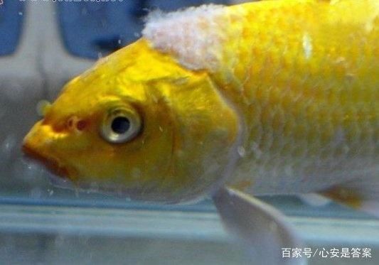 紅龍魚 壁紙 水族問答 第2張