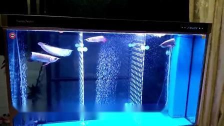 龍魚可以喂魚飼料嗎：如何判斷龍魚是否吃飽,龍魚飼料訓練技巧分享 龍魚百科 第4張