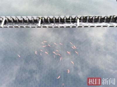 紅龍魚 發(fā)色：關(guān)于紅龍魚發(fā)色的幾個(gè)問題 水族問答 第1張