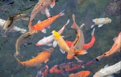 紅龍魚變色：紅龍魚的變色能力 水族問答 第1張