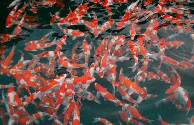 紅龍魚變色階段是什么：紅龍魚變色過程詳解 水族問答 第2張