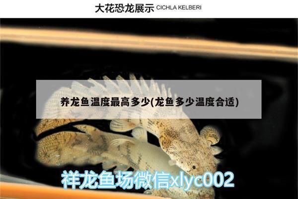 紅龍魚不愛游動是怎么回事：紅龍魚不愛游動可能由多種因素引起 水族問答 第2張