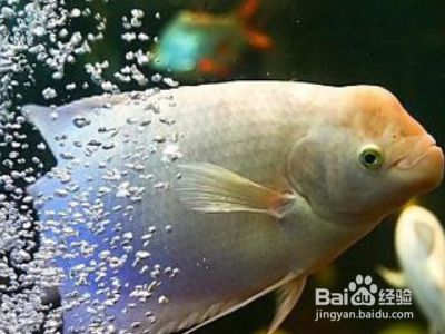 紅龍魚不吃食怎么回事兒：關(guān)于紅龍魚不吃食的問題 水族問答 第1張