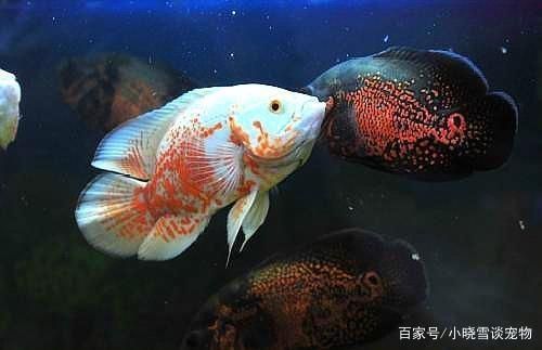 紅龍魚不吃食怎么治好的：紅龍魚不吃食怎么辦？ 水族問答 第1張