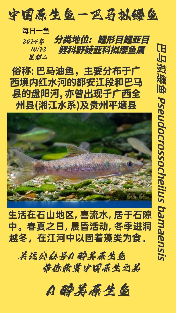 巴馬擬纓魚：巴馬擬纓魚的介紹