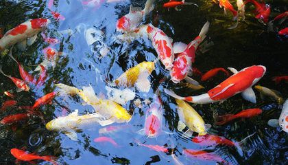 紅龍魚不用加熱棒行嗎：-紅龍魚可以使用水族箱加熱器控制水溫嗎 水族問答 第1張