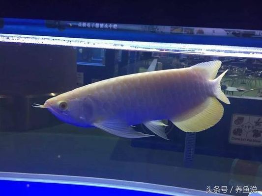 龍魚身上有白膜怎么回事 龍魚百科 第2張