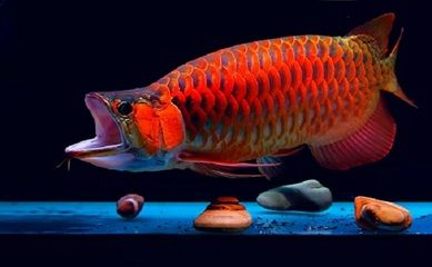 紅龍魚吃飼料怎么辦：關(guān)于紅龍魚吃飼料的問題 水族問答 第1張