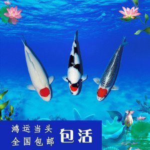 紅龍魚吃蝦有什么好處：紅龍魚吃蝦有何益處？ 水族問答 第1張