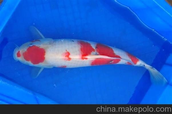 聊城水族批發(fā)市場：武漢聊城水族批發(fā)市場香江大市場 全國觀賞魚市場 第2張