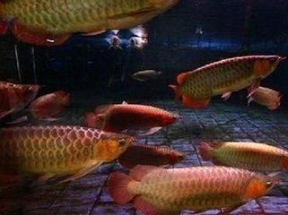 十堰龍魚專賣店：十堰水族市場 全國觀賞魚市場 第13張