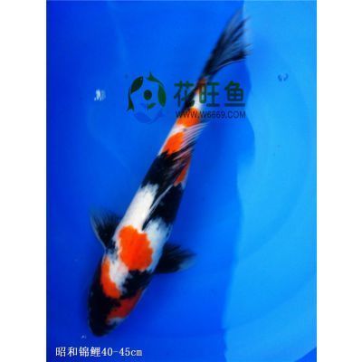 紅龍魚(yú)代表什么意思網(wǎng)絡(luò)用語(yǔ)：“紅龍魚(yú)”真的存在于現(xiàn)實(shí)世界中，真的存在于現(xiàn)實(shí)世界中 水族問(wèn)答 第2張