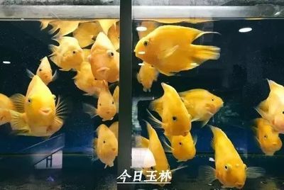 玉林觀賞魚批發(fā)市場：玉林市觀賞魚批發(fā)市場