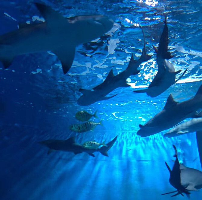 漳州水族館：福建天柱山歡樂大世界周年慶再升級推出歡樂動物大世界 全國觀賞魚市場 第2張