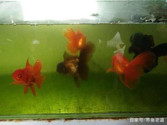 紅龍魚的綠皮與綠底：關(guān)于紅龍魚的五個疑問 水族問答 第2張