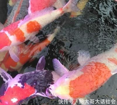 紅龍魚的特征描述怎么寫三年級：關(guān)于紅龍魚的三年級特征描述 水族問答 第1張