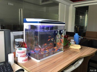 過背金龍魚適宜水族箱尺寸：過背金龍魚適合水族箱尺寸 金龍魚百科 第3張