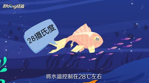 紅龍魚的作用和吃法：紅龍魚在水族箱中扮演著什么角色？ 水族問答